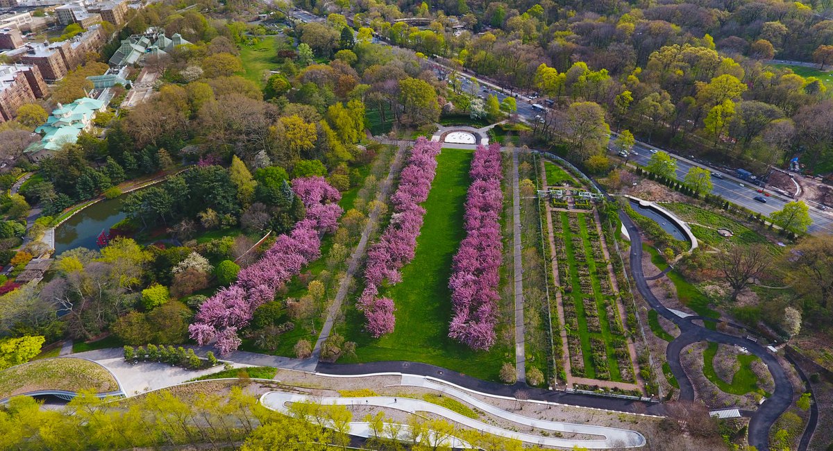 A Soothing Tour Of The Brooklyn Botanic Garden's Cherry Blossoms