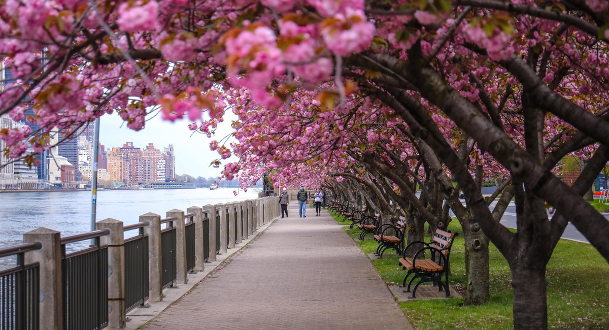 2023 Roosevelt Island Cherry Blossom Festival Photos: Roosevelt Island Was In Peak Bloom, But Few Saw - Gothamist