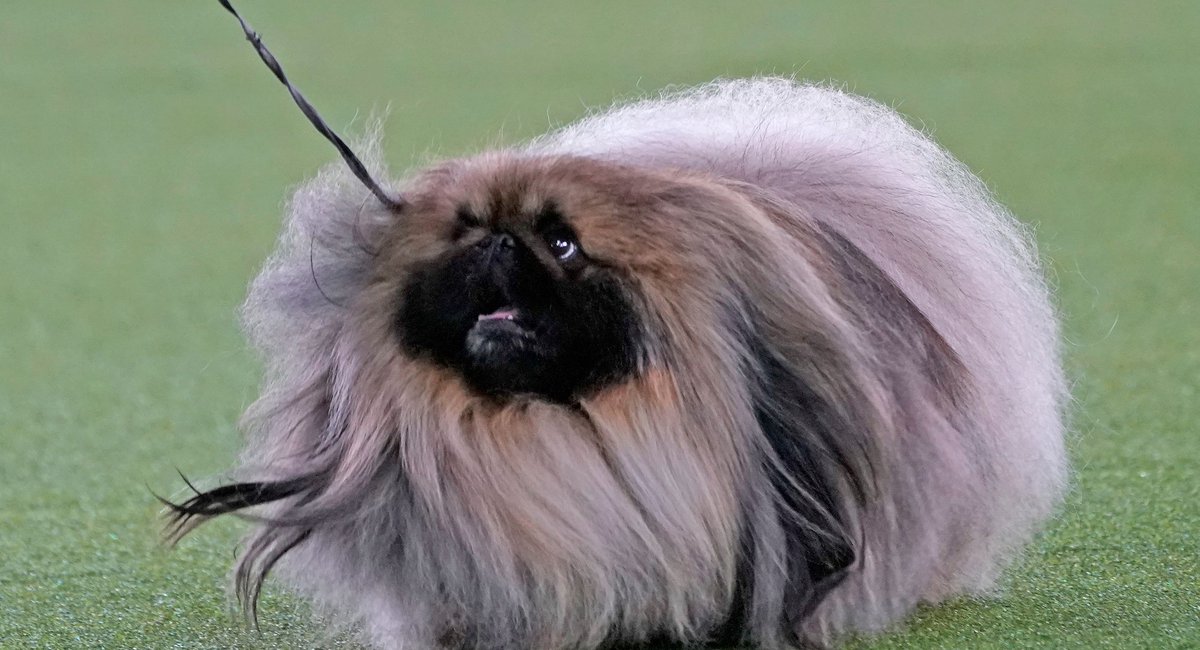 Photos Wasabi The Pekingese Wins Westminster Dog Show 2021 Gothamist