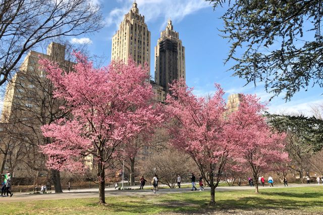 2023 Roosevelt Island Cherry Blossom Festival In Bloom: Nyc 'Waking Up' To Official Start Of Cherry Blossom Season - Gothamist