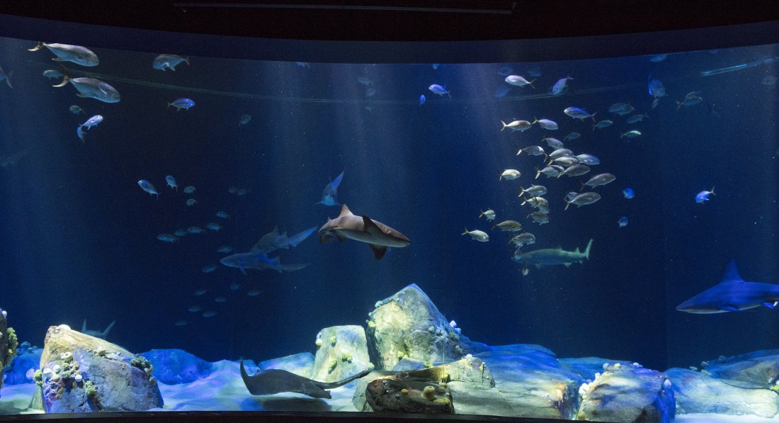 Photos NY Aquarium Opens Its Gigantic New 'Sharks!' Exhibit On