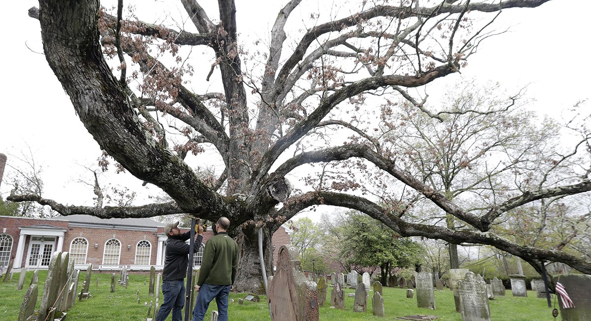 Watch A 600YearOld White Oak Tree, The Oldest In America, Get Cut
