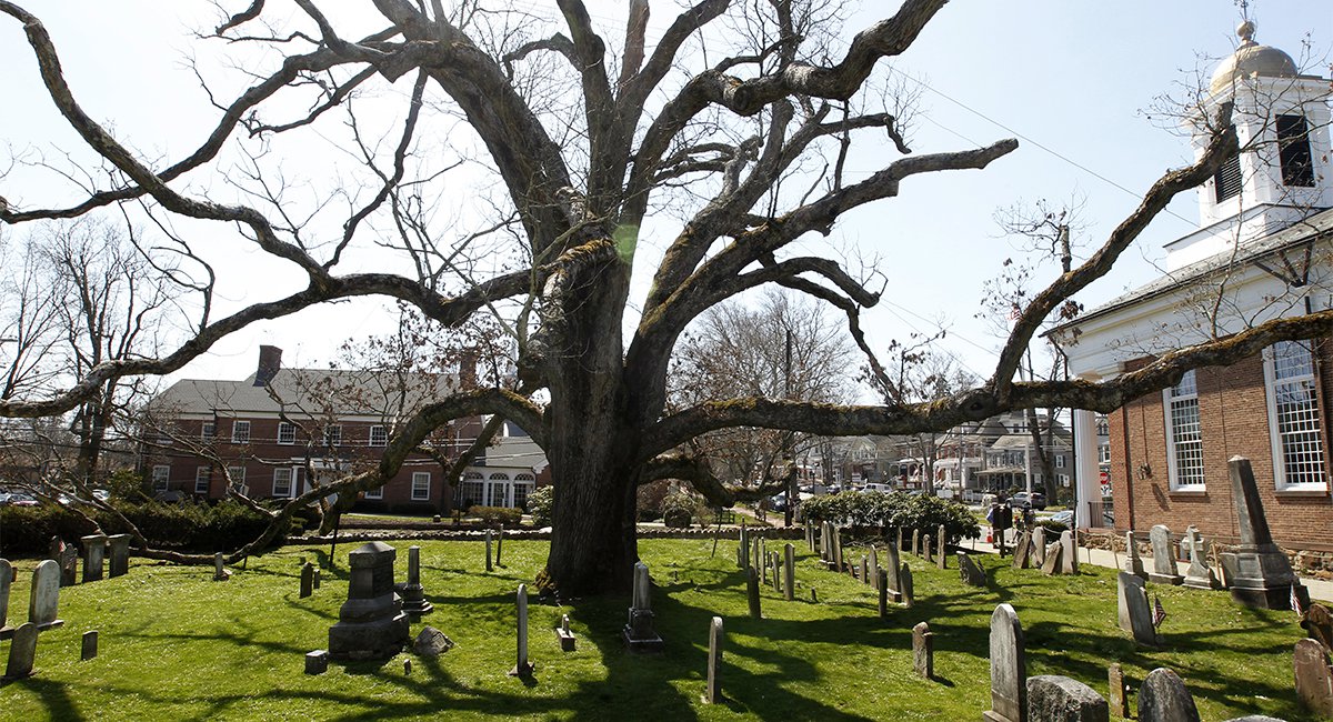 Watch A 600YearOld White Oak Tree, The Oldest In America, Get Cut