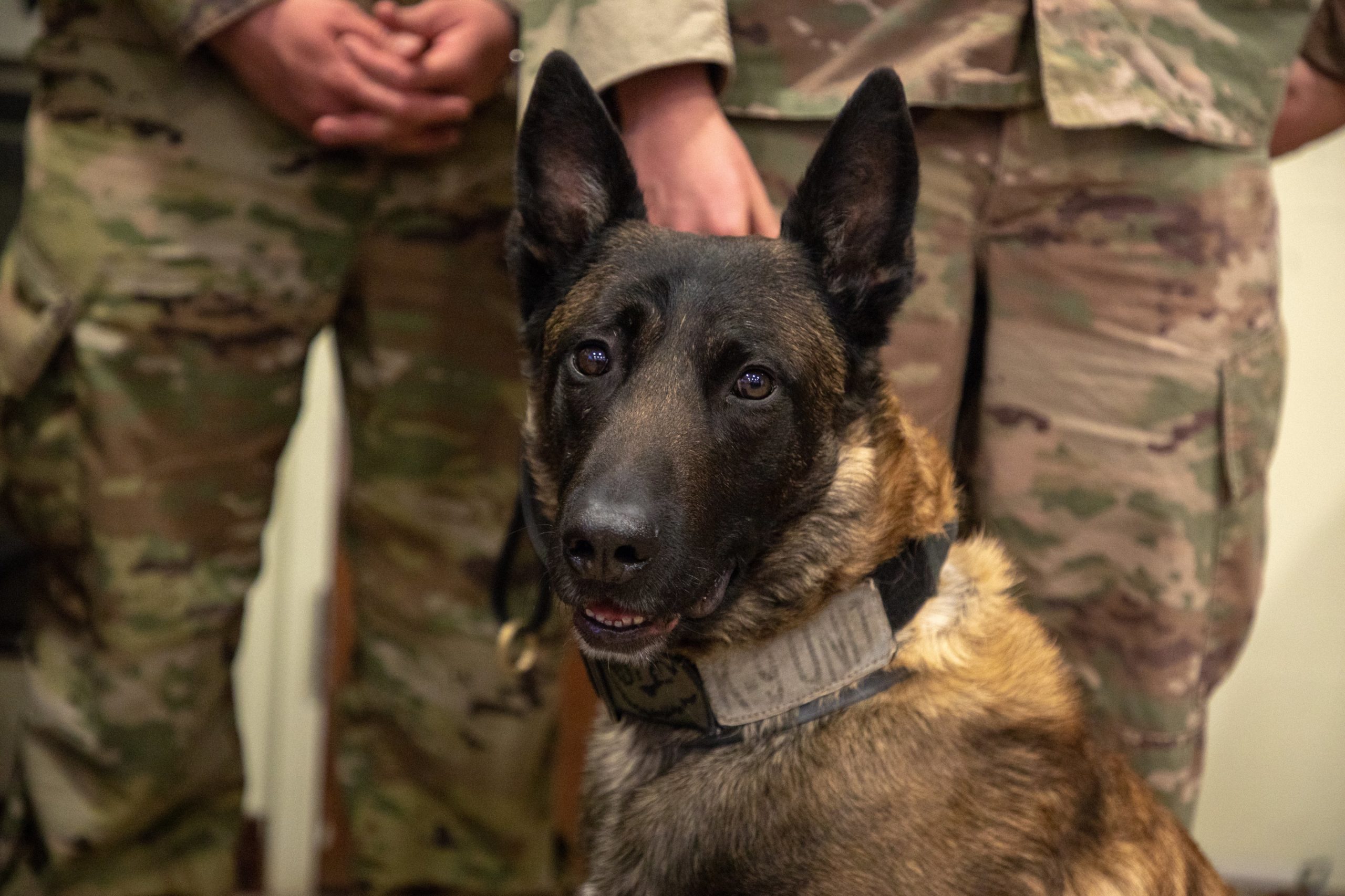 Meet Fritz, the Army K9 Just Awarded a Medal for Action in Syria - Vimarsana News