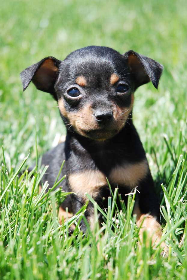 Mini Pincher Min... Nuestras Razas Venta perros cachorros