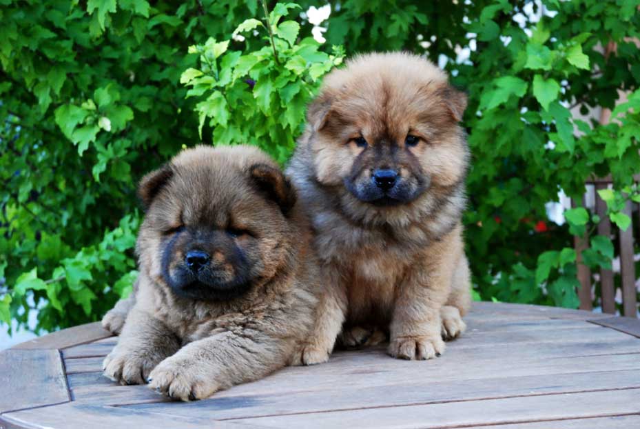 Comprar cachorros de chow chow Venta perros cachorros yorkshire