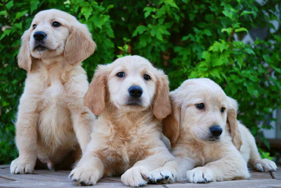 Comprar cachorros de golden Álbum de fotos Venta perros cachorros
