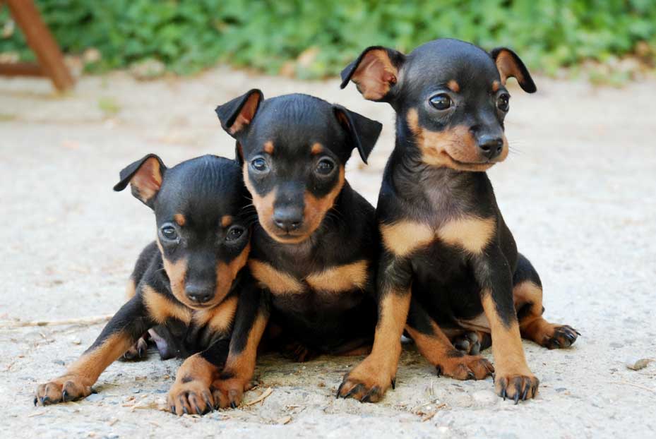 Comprar cachorros de mini pincher Venta perros cachorros yorkshire