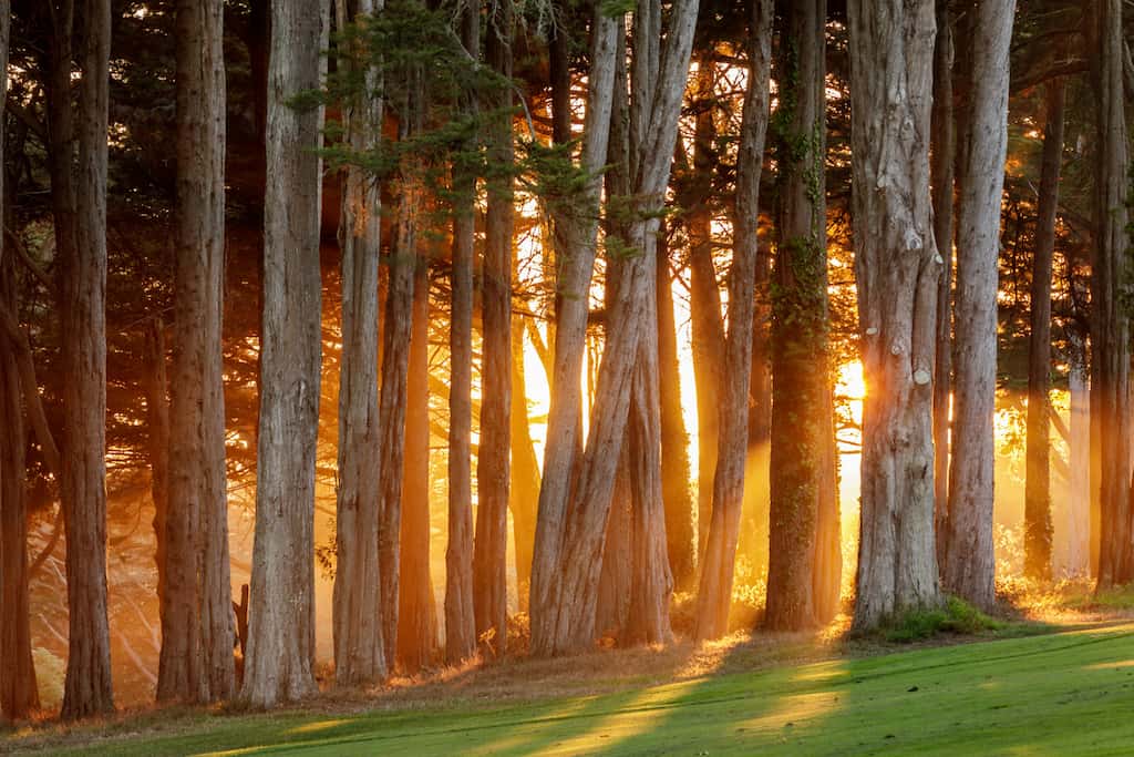 Explore the Presidio & Stay the Night Vibemap