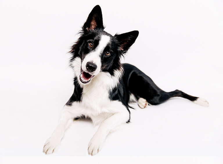 How Do You Travel With A Dog