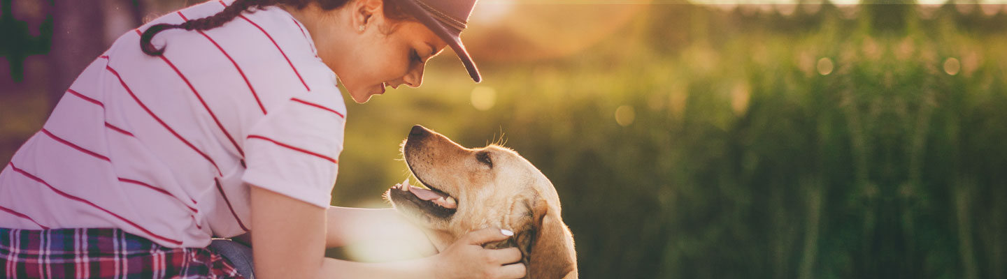 Requisitos Para Llevar Un Perro En Avion Volaris Noticias del Perro