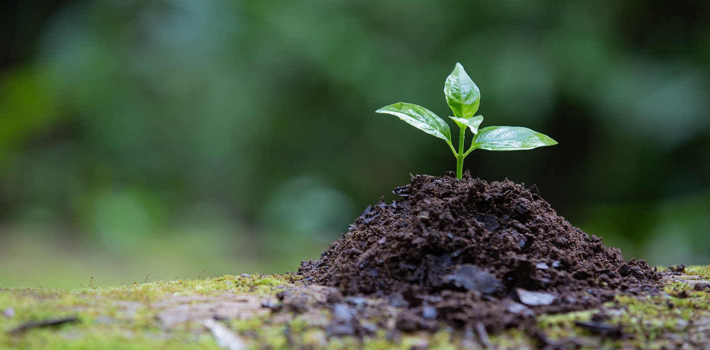 Department of Botany CMS College Kottayam