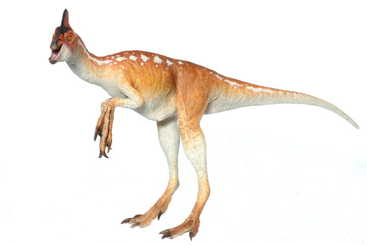 CM Studio Oviraptor