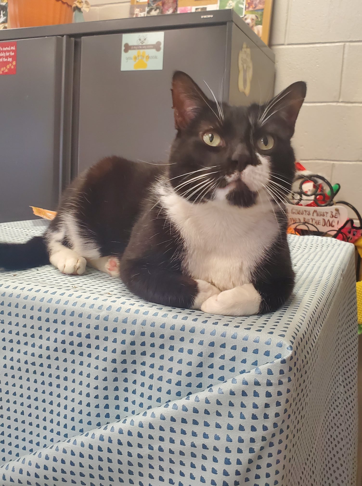 old bridge animal shelter application Fear Column Image Library