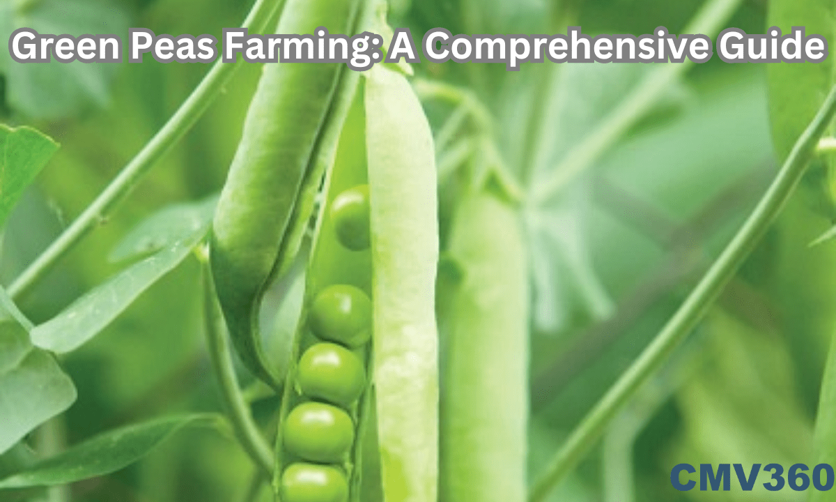 Green Peas Farming A Comprehensive Guide