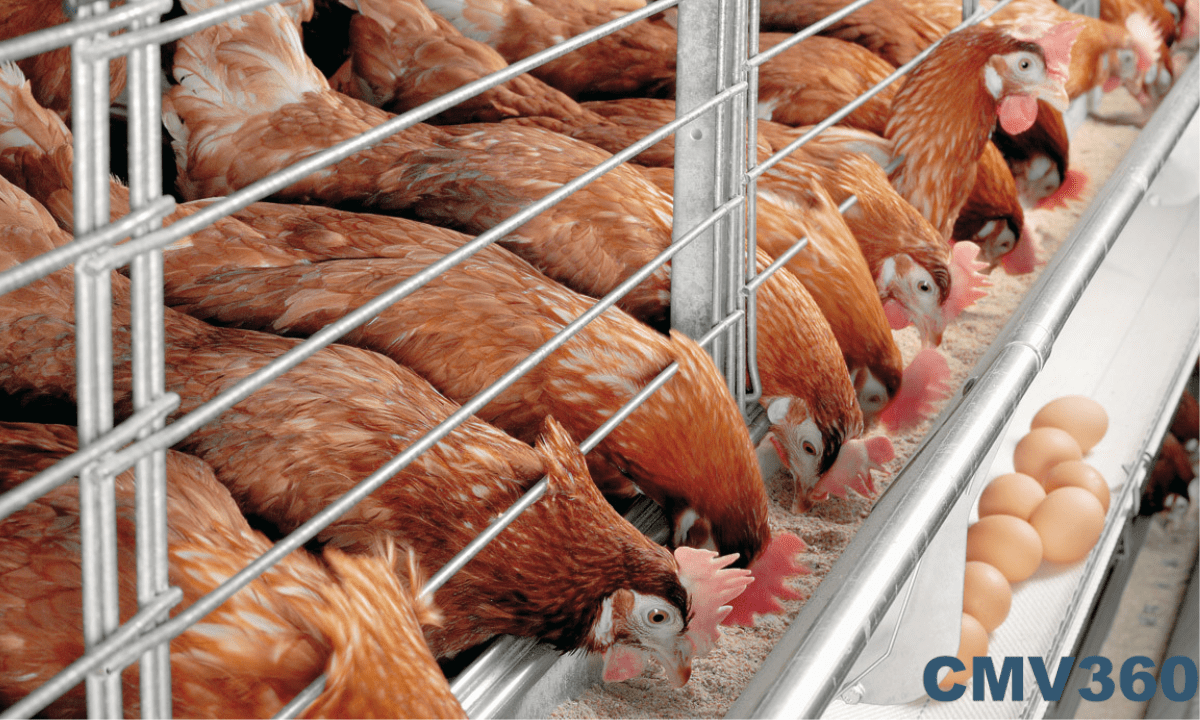 StepbyStep Setting Up Your Profitable Poultry Farm