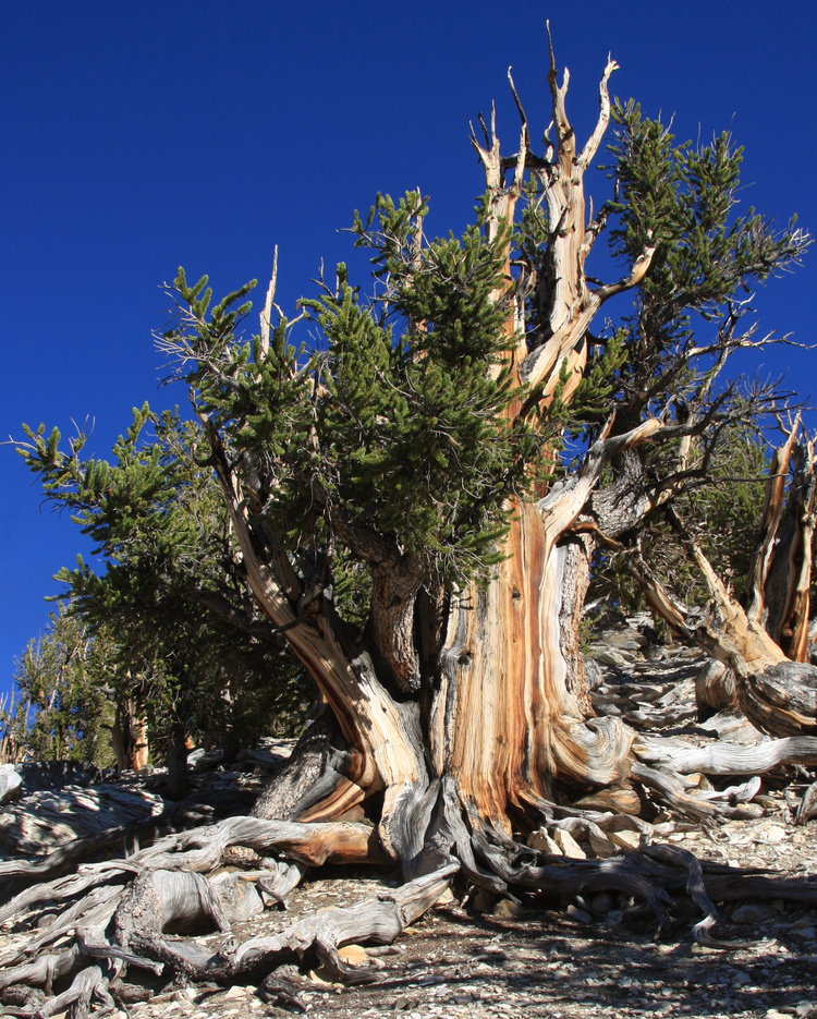 Bristol Cone Pine Tree Colorado Mental Wellness Network
