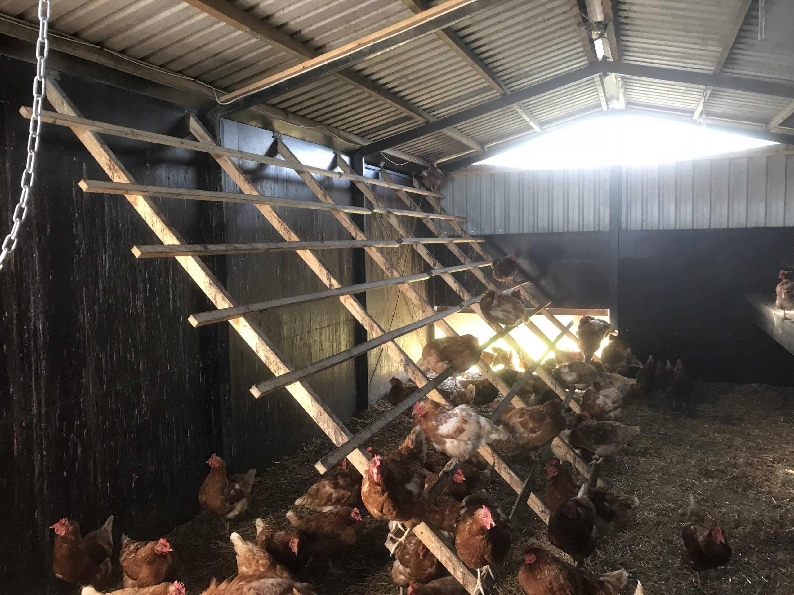 Stort hønsehus flytbar CN AGRO