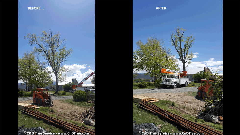 Tree Removal Services Tree Trimming Tree Cutting Grand Junction