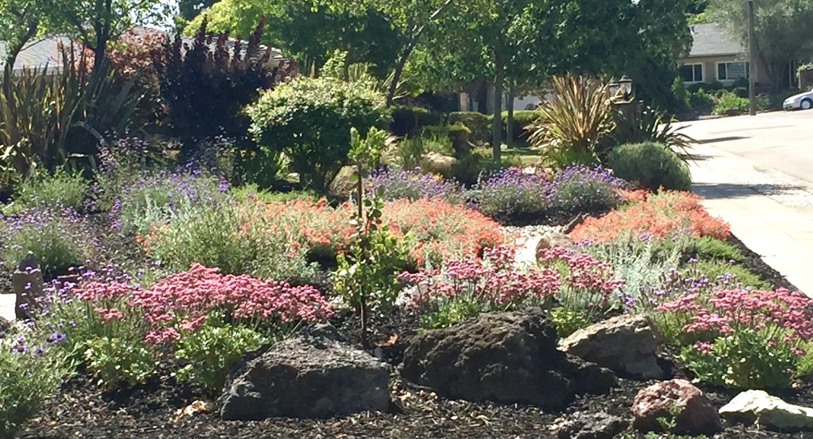 Chaparral California Native Garden Foundation