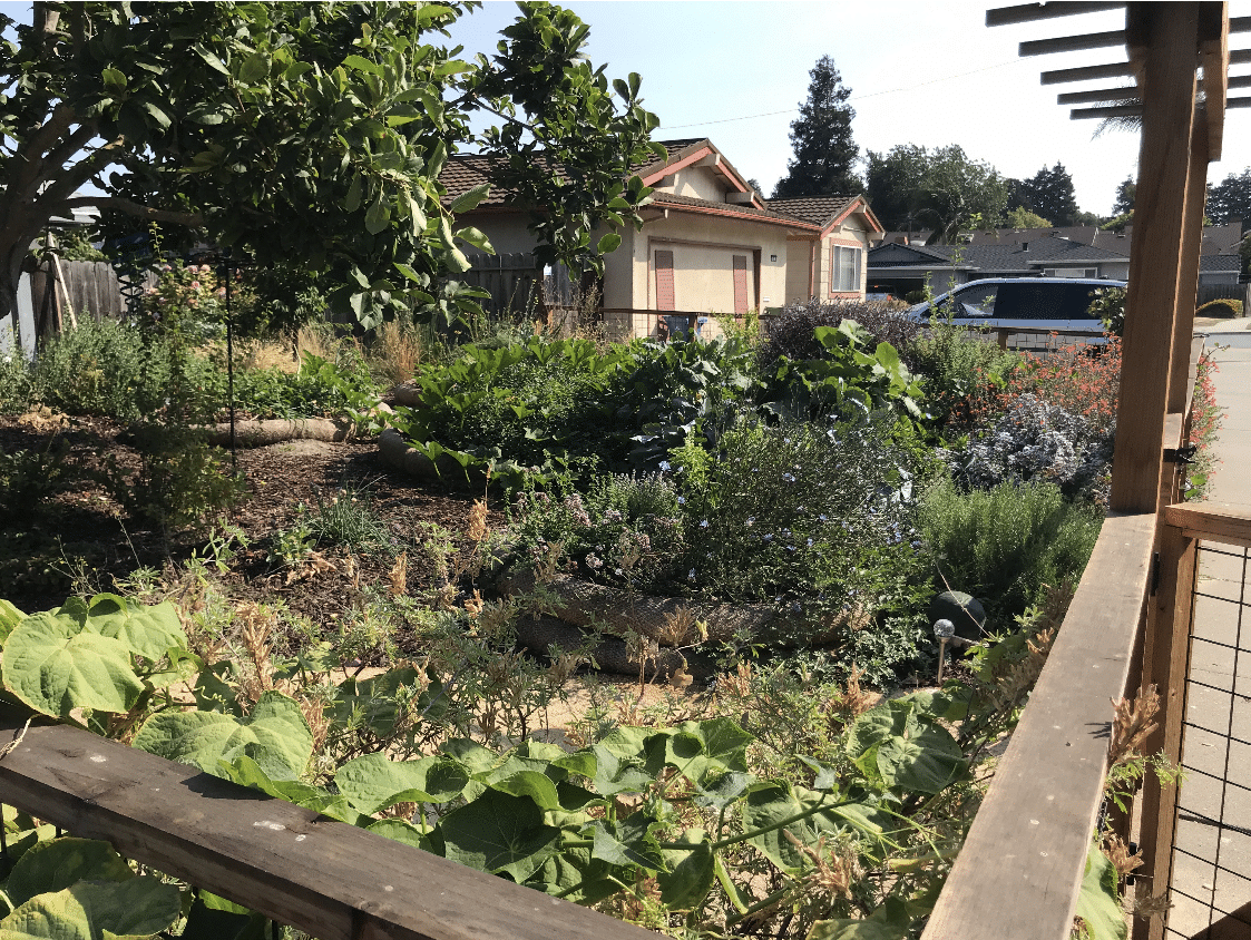 Fremont Residence Glenn St California Native Garden Foundation