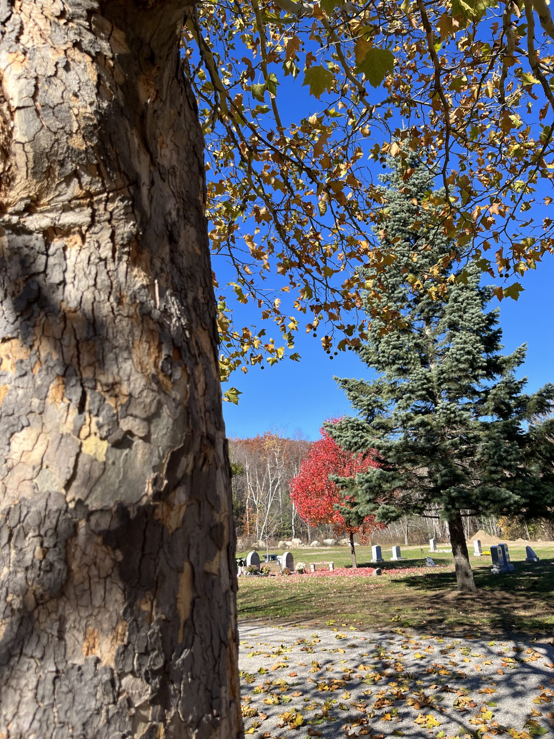 London Plane Tree Central New Hampshire Regional Planning Commission