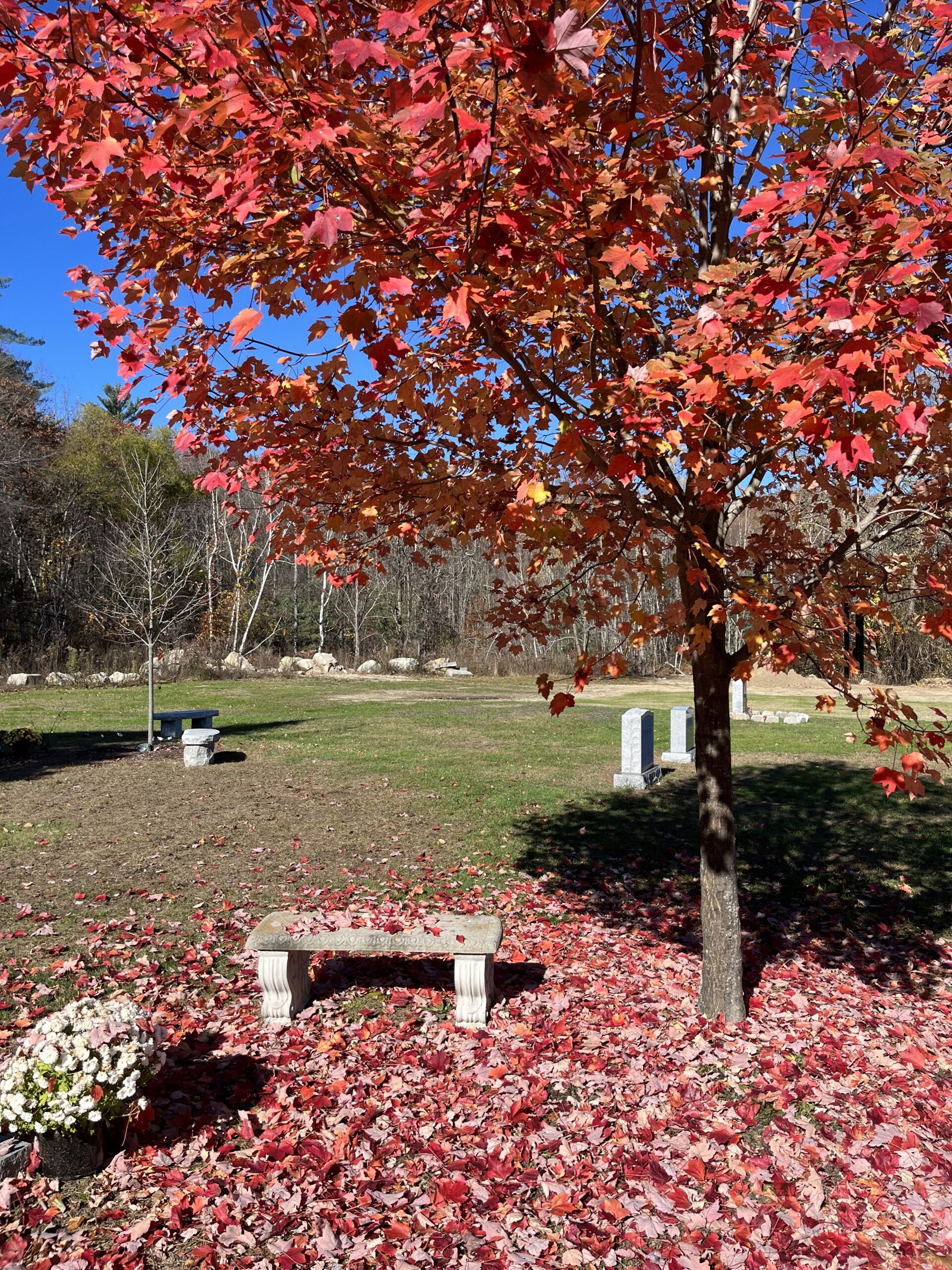 Red Maple Central New Hampshire Regional Planning Commission