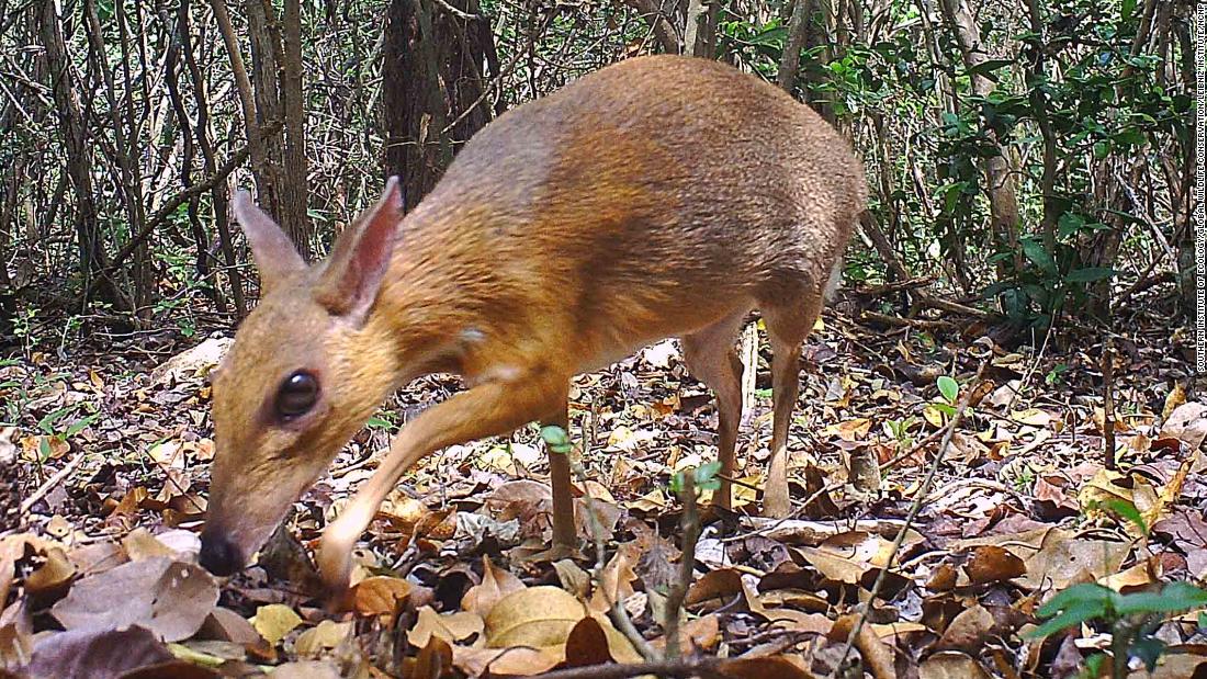 Pequeño animal parecido a un ciervo considerado perdido