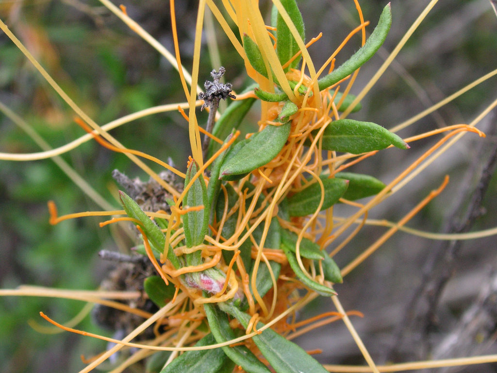 Field Dodder