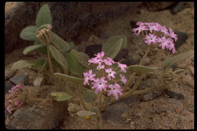 The Sand Verbenas (Abronia spp.) California Native Plant Society