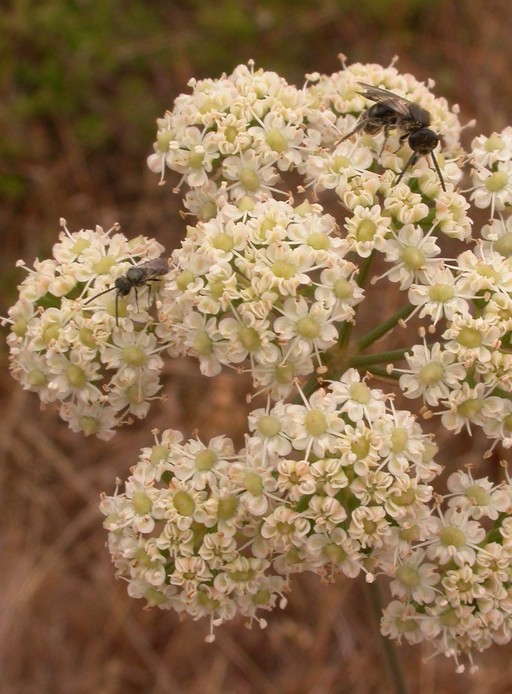 Kellogg's Yampah (Perideridia kelloggii) Yerba Buena Chapter CNPS