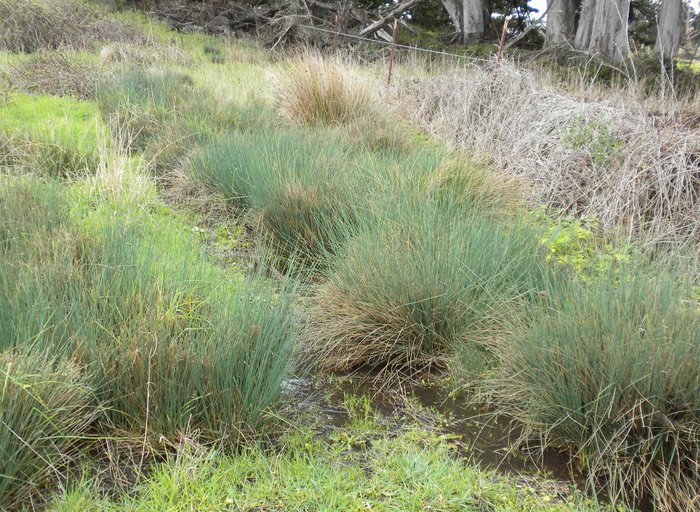 Rushes (Juncus spp.) California Native Plant Society Yerba Buena Chapter