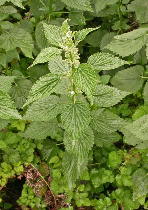Stinging Nettle (Urtica dioica ssp. holosericea) Yerba Buena Chapter