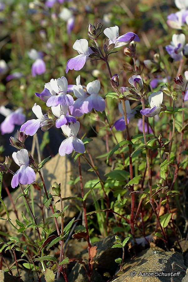 Locally Significant Plants Of San Francisco Yerba Buena Chapter CNPS