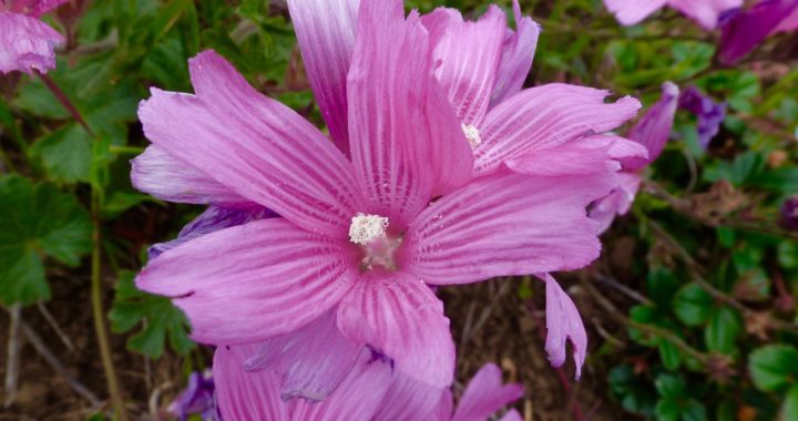 Native Plant Gardening in San Francisco's Back Yards