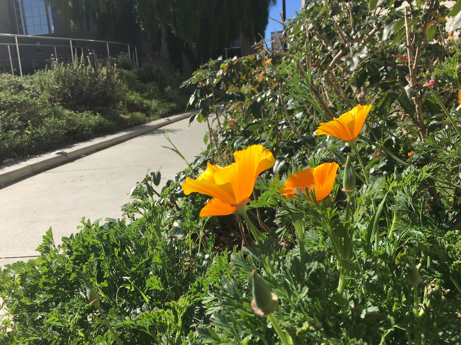 Richmond Public Library Garden Tour Yerba Buena Chapter CNPS
