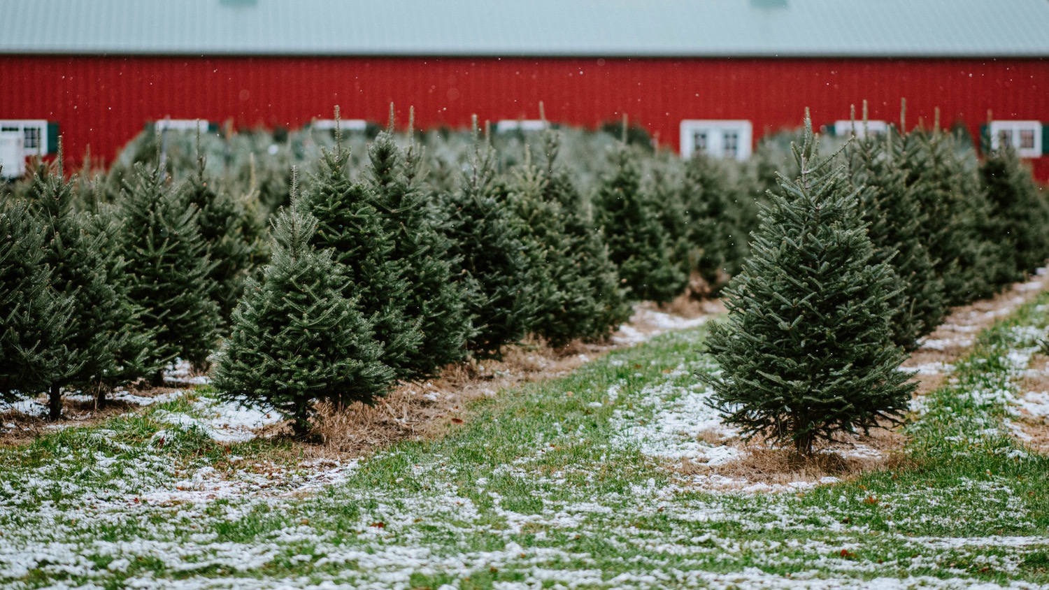 Why Christmas Trees Aren'T Perfect Why Christmas Trees Smell Good College of Natural Resources News