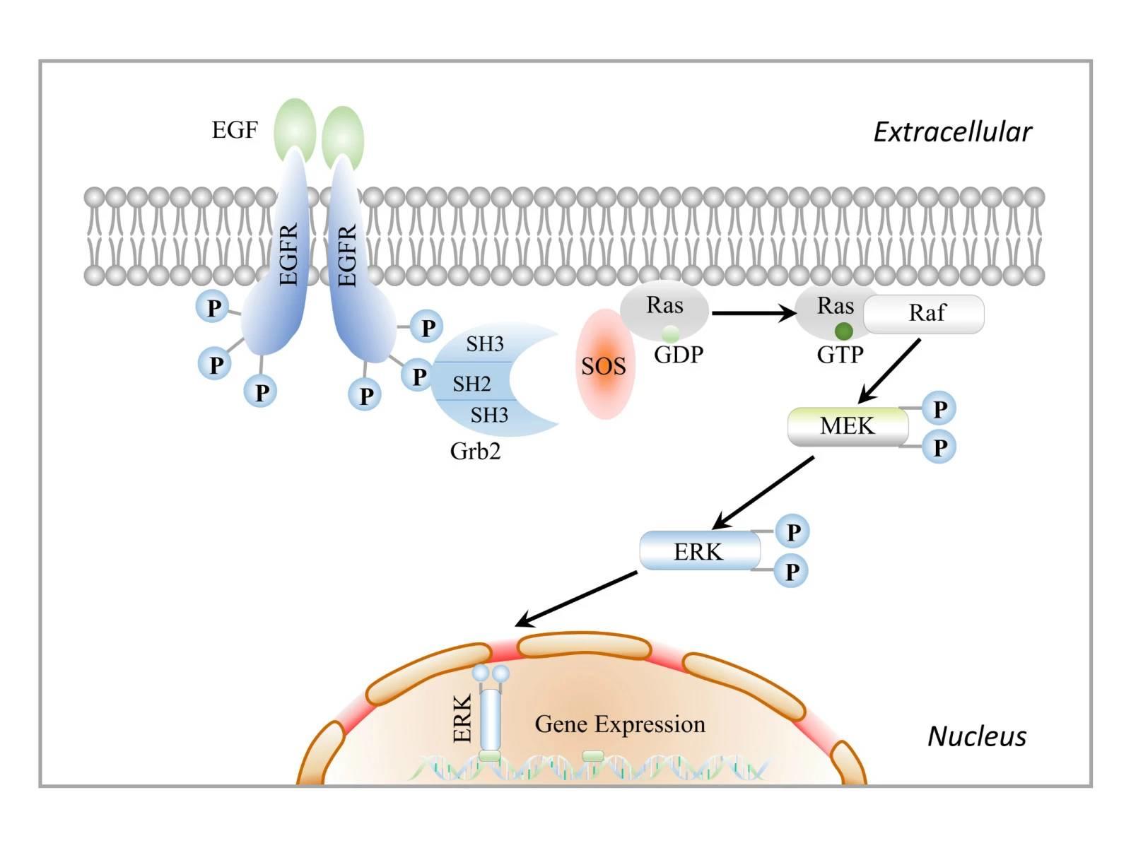 PPT科研作图⑮——信号通路图-如图所示|张老湿科研绘图