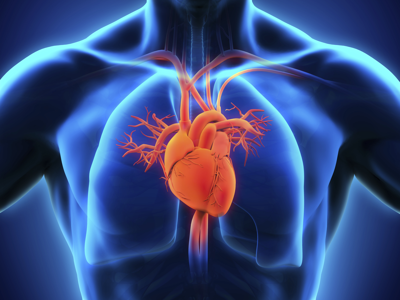 What is Athletic Heart Syndrome? Coach and Athletic Director