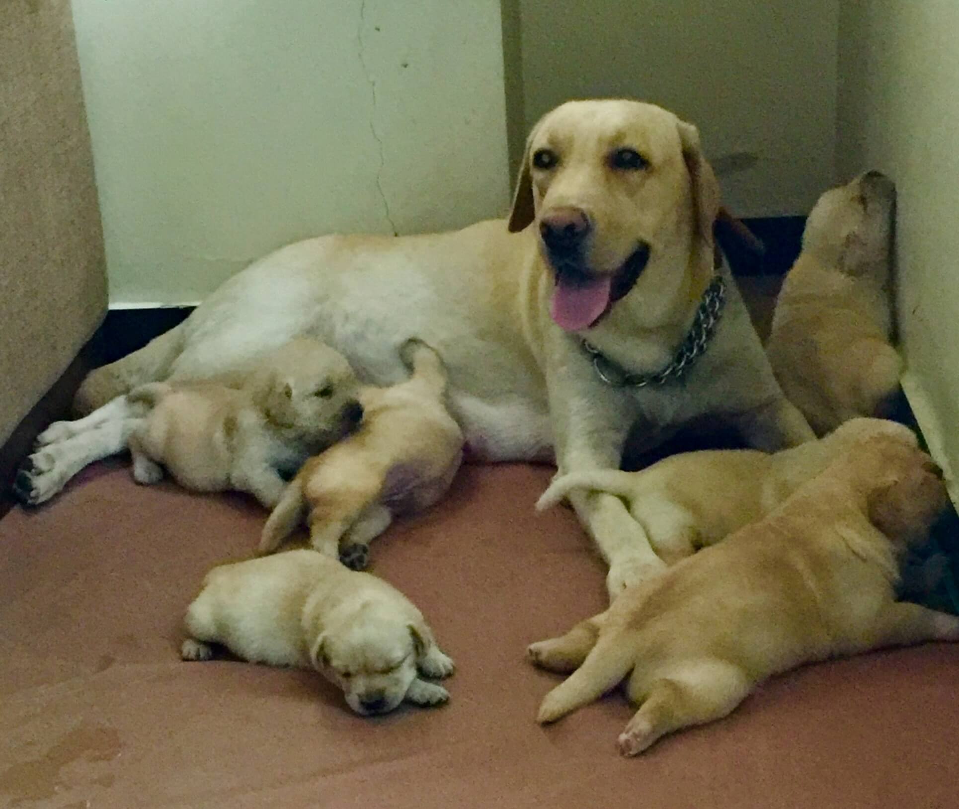 Yellow Labrador Puppies Coacharya