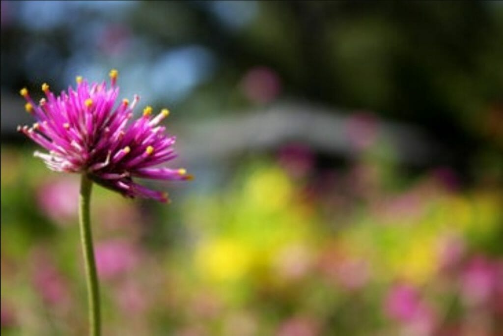 Coachella Valley Wildflower Festival 2021 Palm Desert Coachella Valley