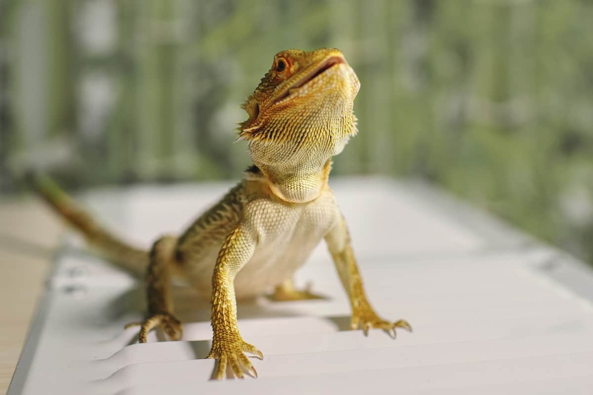 Reptiles vs. Amphibians (Major Differences And Similarities To Know