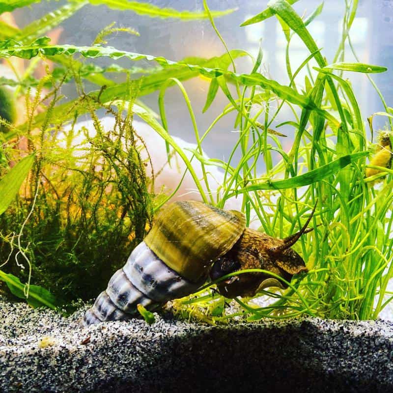 16 Different Types of Snails Ultimate Guide (With Pictures