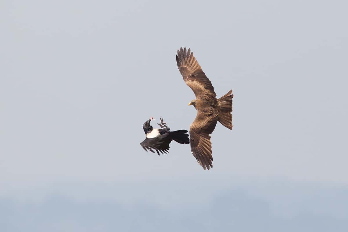 Why Do Crows Attack Hawks Are They Protecting Something? Coachella
