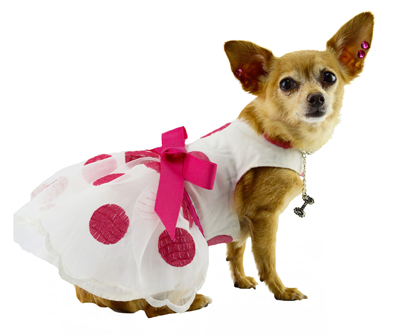 Spoiled Dog Designs, Keeping Fido in Style! Coachella Valley Weekly
