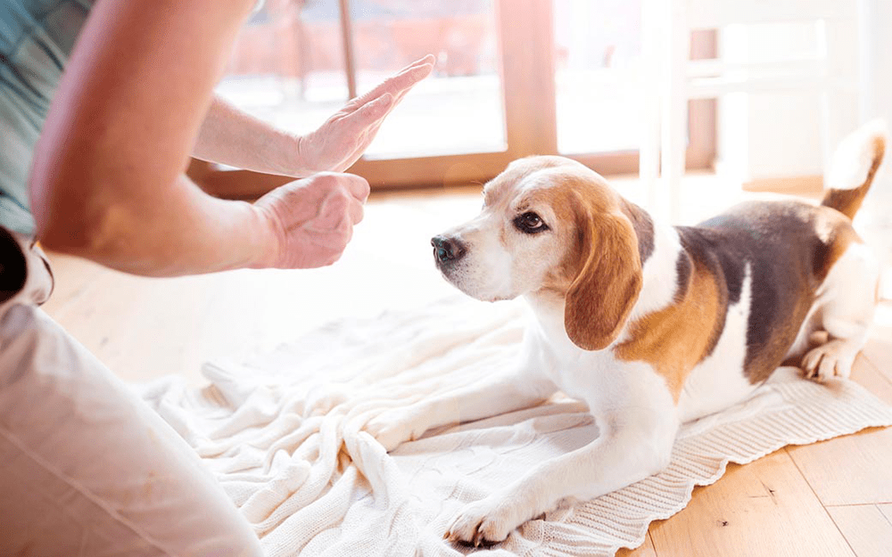 Training Your New Puppy Coachella Valley Weekly