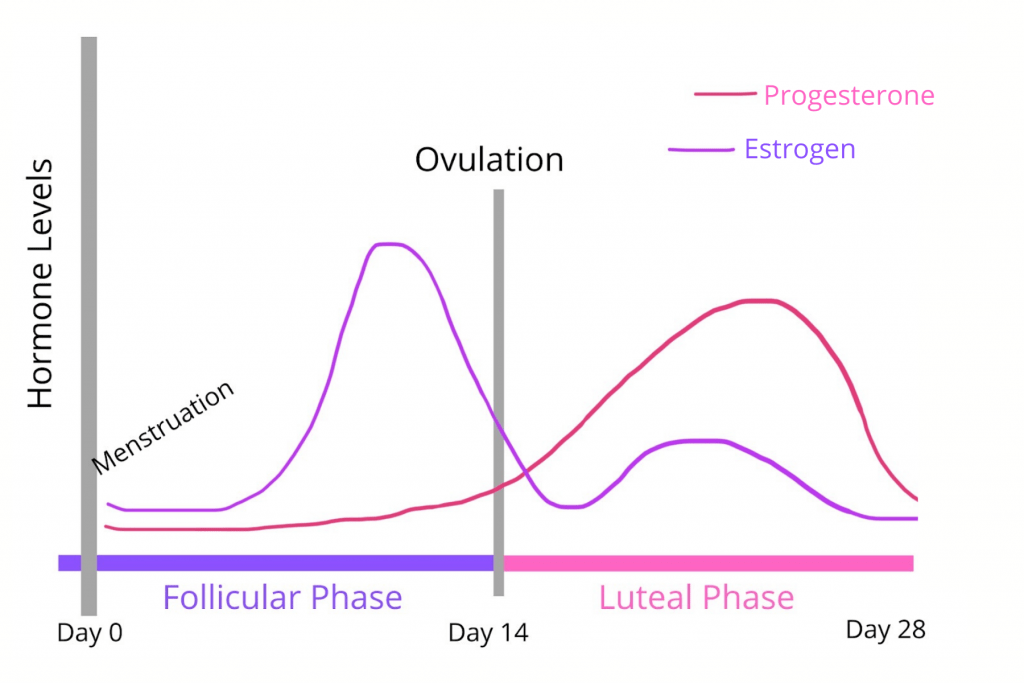How to work with your menstrual cycle Female Fat Loss.