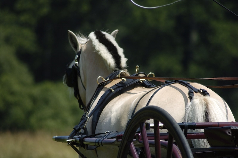 Strides At A Time Coachman's Delight