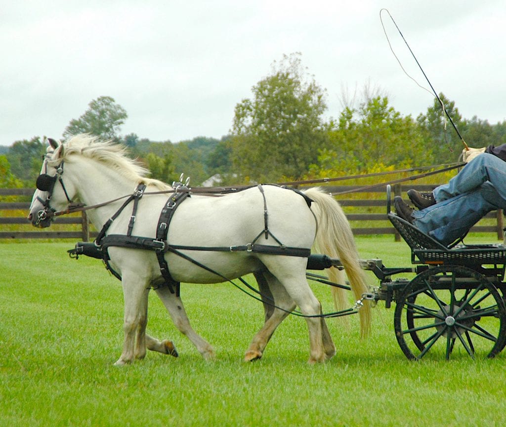 The Willing Pair Coachman's Delight
