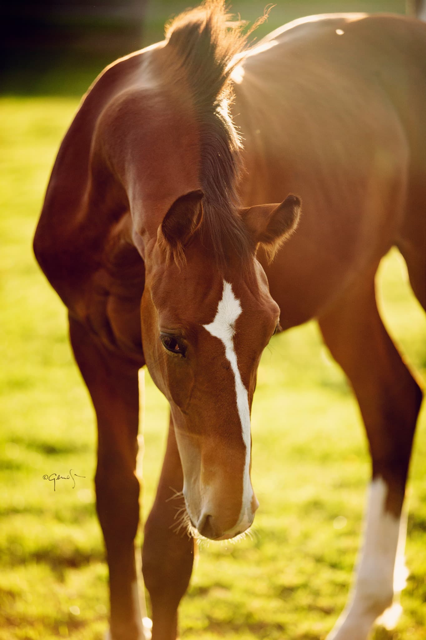 Training Young Horses? Coachman's Delight